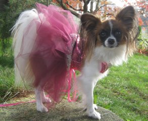 Buffy papillon halloween dog ballerina outfit